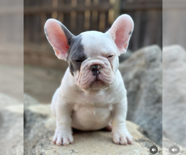 Medium Photo #1 French Bulldog Puppy For Sale in DOUGLASVILLE, GA, USA