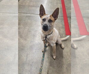Mutt Dogs for adoption in New London, WI, USA