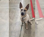 Small Mutt