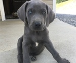 Small Photo #1 Weimaraner Puppy For Sale in ALUM BANK, PA, USA