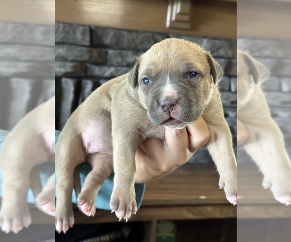 Medium Photo #8 American Bully Puppy For Sale in BEULAVILLE, NC, USA