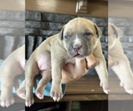 Small #7 American Bully