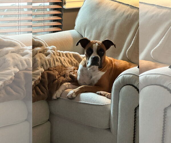 Medium Photo #2 Boxer Puppy For Sale in  Katy, TX, USA