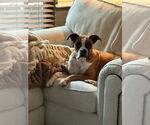 Small #1 Boxer