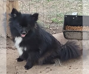 Mother of the Pomeranian puppies born on 04/27/2023