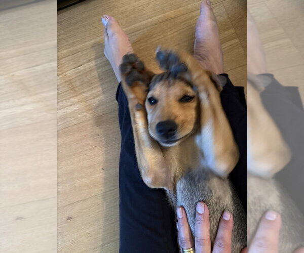 Medium Photo #8 Mutt Puppy For Sale in Brooklyn, NY, USA