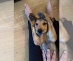 Small Photo #8 Mutt Puppy For Sale in Brooklyn, NY, USA