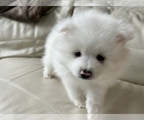 Medium Photo #17 Pomeranian Puppy For Sale in DES MOINES, WA, USA