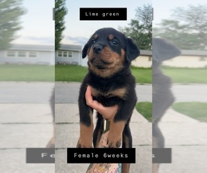 Rottweiler Puppy for sale in MARSHALLTOWN, IA, USA