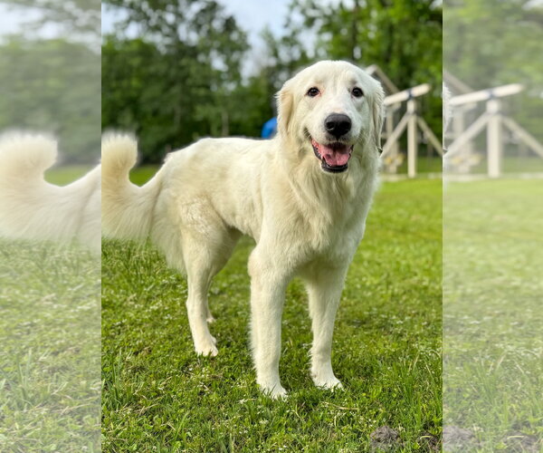 Medium Photo #3 Great Pyrenees-Unknown Mix Puppy For Sale in Houston, TX, USA