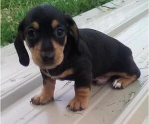 Dachshund Puppy for sale in WIRTZ, VA, USA