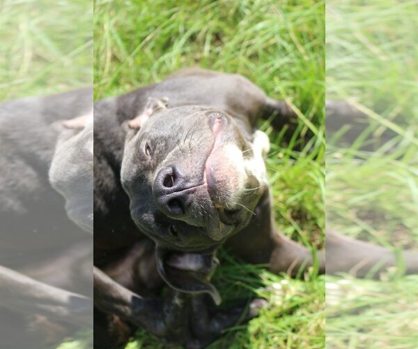 Medium Photo #2 Great Dane-Unknown Mix Puppy For Sale in Jackson, MS, USA