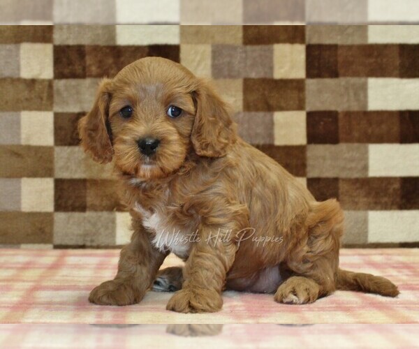 Medium Photo #1 Cavapoo (Miniature) Puppy For Sale in DENVER, PA, USA