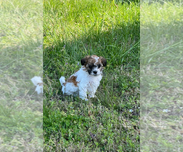 Medium Photo #1 ShihPoo Puppy For Sale in CARTERSVILLE, GA, USA