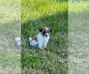 Presa Canario Puppy for sale in CARTERSVILLE, GA, USA