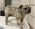 Small #2 Pug