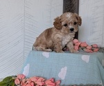 Small Photo #32 Cockapoo (Toy) Puppy For Sale in GOSHEN, IN, USA