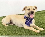 Small #2 Norfolk Terrier Mix