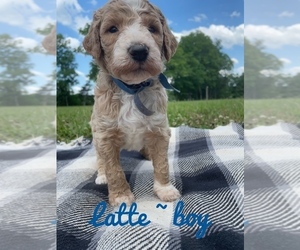 Goldendoodle Puppy for Sale in GEORGETOWN, Tennessee USA