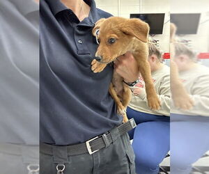 Golden Retriever-Unknown Mix Dogs for adoption in Waco, TX, USA