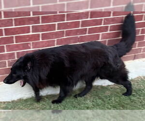 German Shepherd Dog Dogs for adoption in San Antonio, TX, USA
