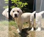 Small Photo #1 Labrador Retriever Puppy For Sale in PITTSBURG, CA, USA