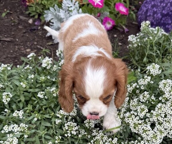 Medium Photo #6 Cavalier King Charles Spaniel Puppy For Sale in THORP, WI, USA