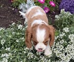 Small #5 Cavalier King Charles Spaniel