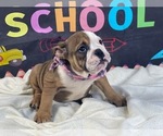 Small Photo #3 Bulldog Puppy For Sale in POWHATAN, VA, USA