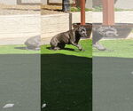 Small #2 Mutt