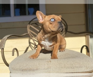 French Bulldog Puppy for sale in MORENO VALLEY, CA, USA