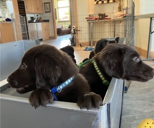 Medium Photo #4 Flat Coated Retriever Puppy For Sale in LAHAINA, HI, USA