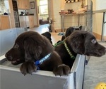 Small #3 Flat Coated Retriever