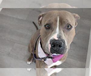 American Pit Bull Terrier-Unknown Mix Dogs for adoption in Las Vegas, NV, USA
