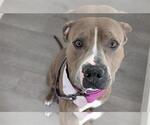 Small American Pit Bull Terrier Mix