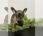 Small #4 Faux Frenchbo Bulldog