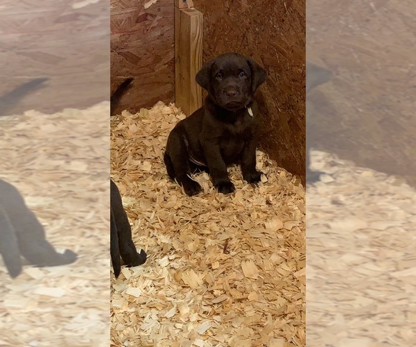 Medium Photo #7 Labrador Retriever Puppy For Sale in ASHVILLE, AL, USA