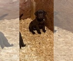 Small Photo #7 Labrador Retriever Puppy For Sale in ASHVILLE, AL, USA