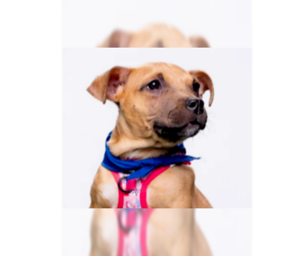 Medium Photo #2 Mutt Puppy For Sale in New York, NY, USA