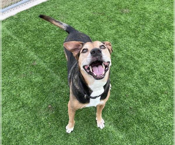 Medium Photo #2 German Shepherd Dog-Unknown Mix Puppy For Sale in Grand Prairie, TX, USA