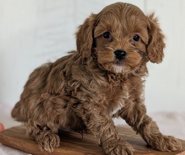 Medium Photo #43 Cavapoo (Miniature) Puppy For Sale in GOSHEN, IN, USA
