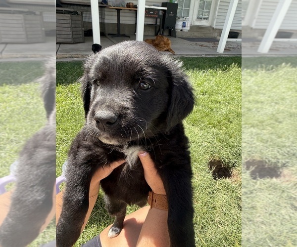 Medium Photo #15 Golden Retriever-Miniature Australian Shepherd Mix Puppy For Sale in LOGAN, UT, USA