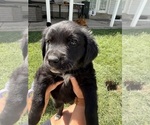 Small Photo #15 Golden Retriever-Miniature Australian Shepherd Mix Puppy For Sale in LOGAN, UT, USA
