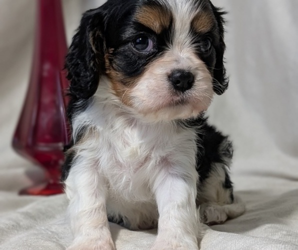 Medium Photo #4 Cavalier King Charles Spaniel Puppy For Sale in GOSHEN, IN, USA