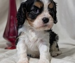 Small #3 Cavalier King Charles Spaniel