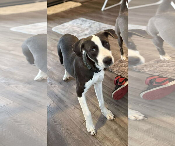 Medium Photo #4 Mutt Puppy For Sale in Germantown, OH, USA