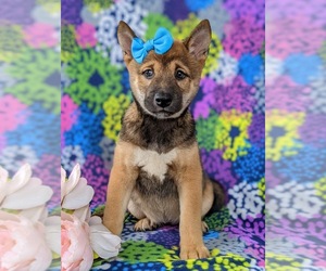 Shiba Inu Puppy for sale in KIRKWOOD, PA, USA