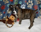 Small Photo #20 Boxer Puppy For Sale in CHILHOWEE, MO, USA