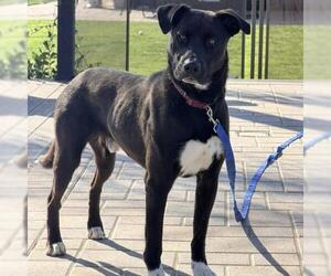 American Pit Bull Terrier-Labrador Retriever Mix Dogs for adoption in Camarillo, CA, USA