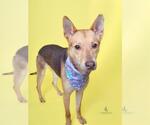 Small German Shepherd Dog Mix